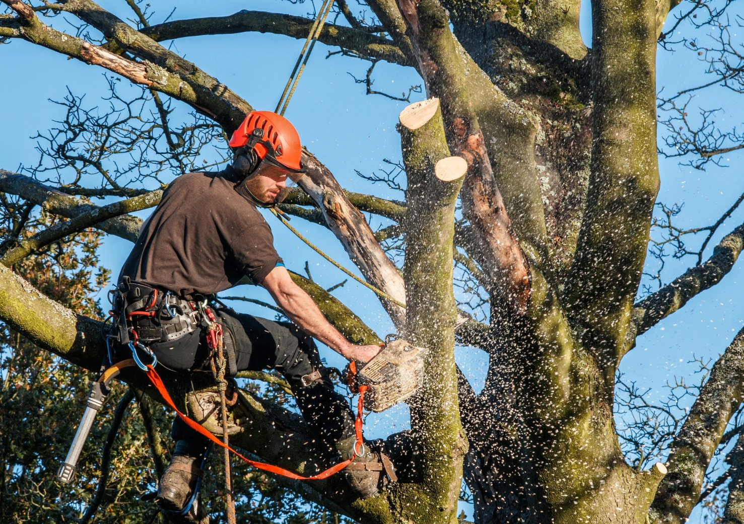 Tree Surgery