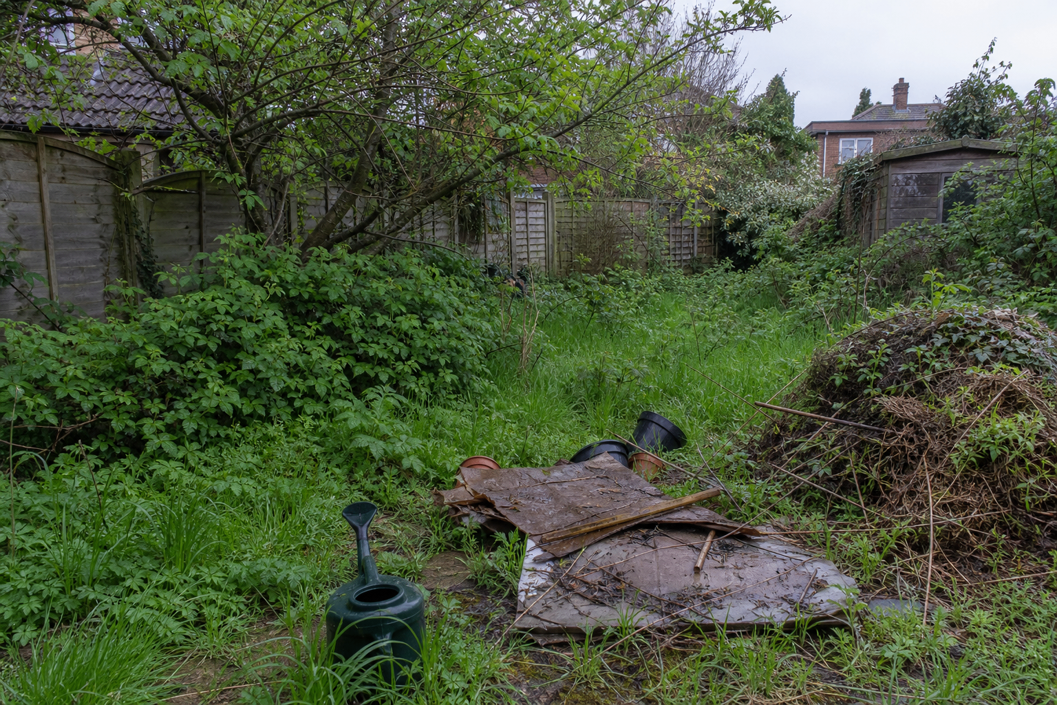 Overgrown garden before clearance